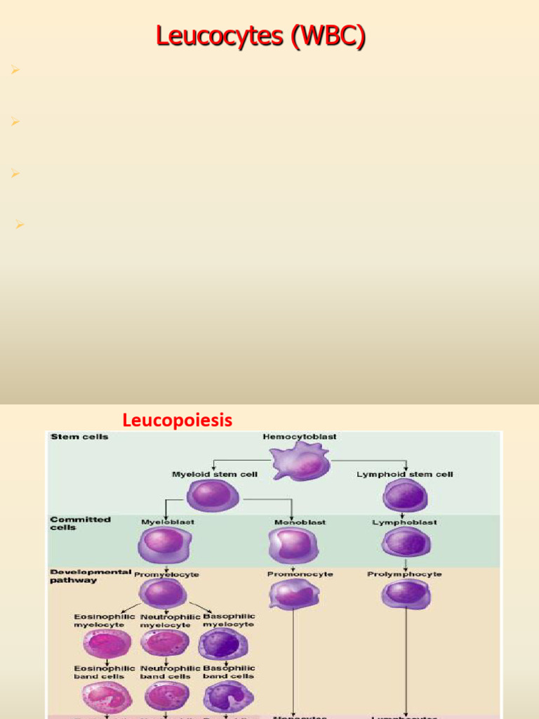 Leucocytes | PDF