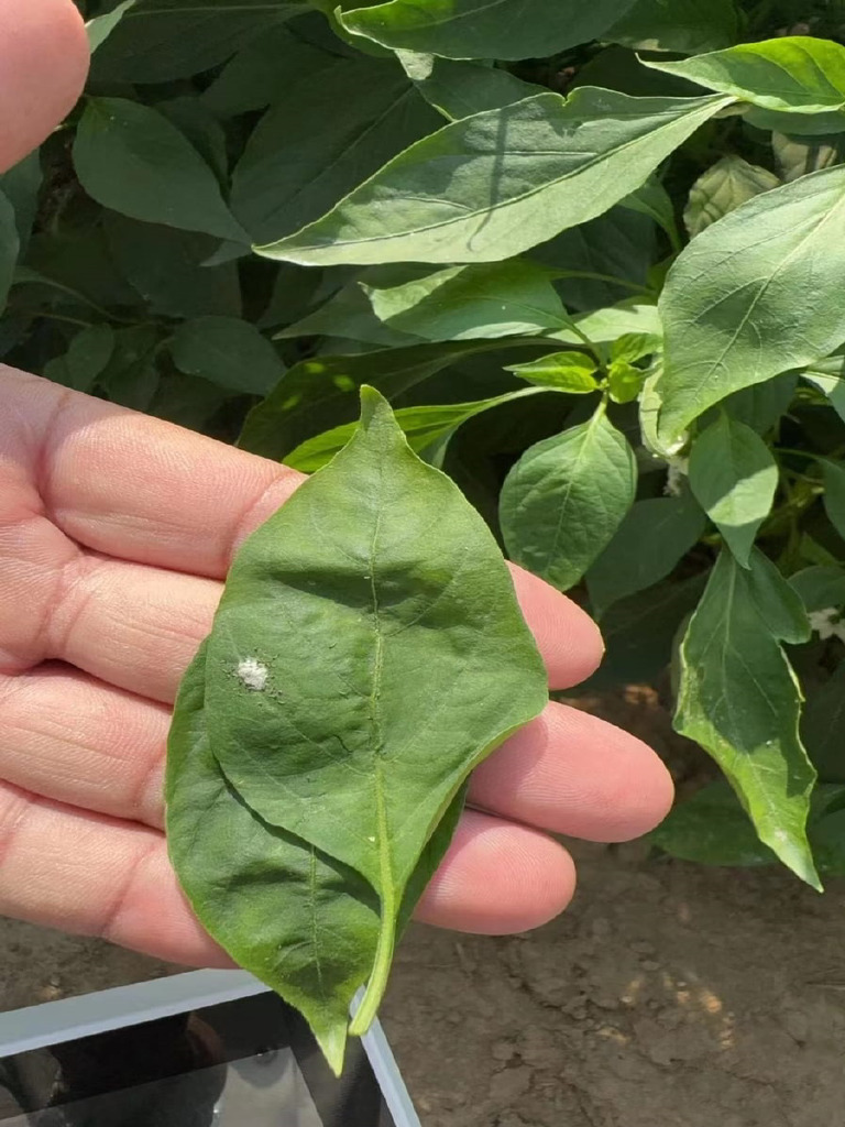 typical-crop-disease-pdf