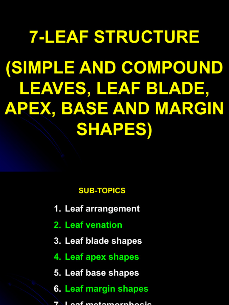 Comprehensive Guide to Leaf Structure | PDF | Leaf | Plants