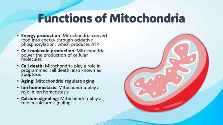 Functions of Mitochondria: Energy Production | PDF