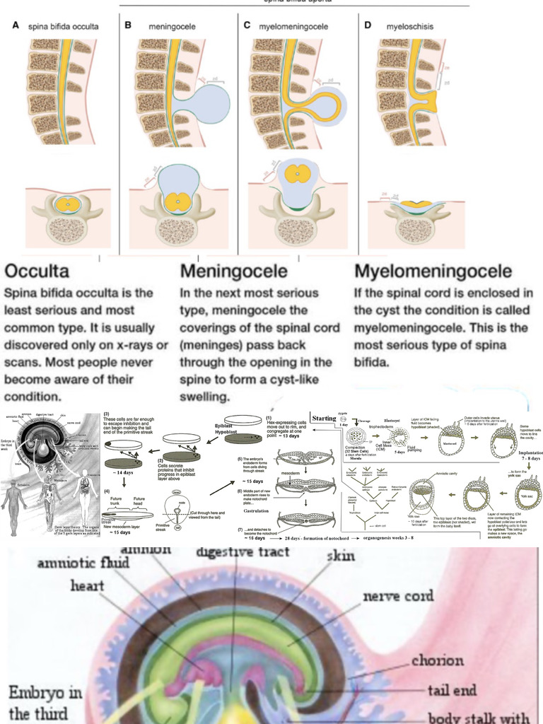 Embryo Shots | PDF