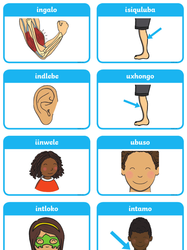 IsiXhosa Body Parts Flashcards PDF
