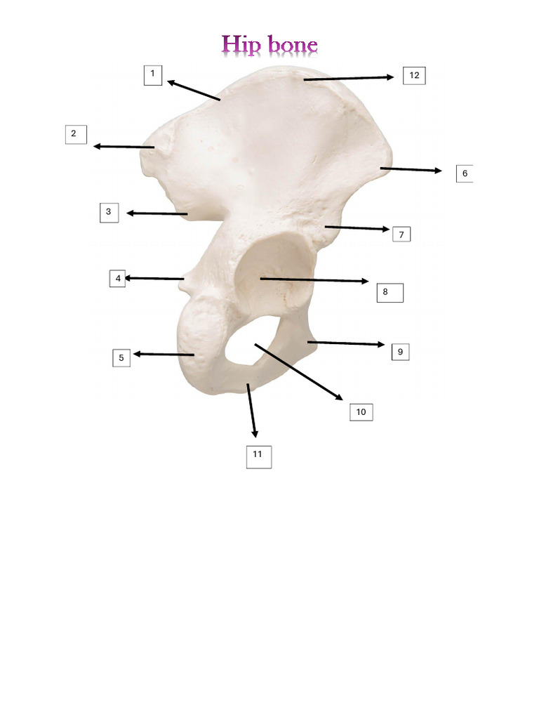 Hip Bone | PDF
