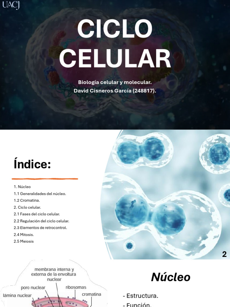 Ciclo Celular | PDF | Ciclo de célula | Bem-estar
