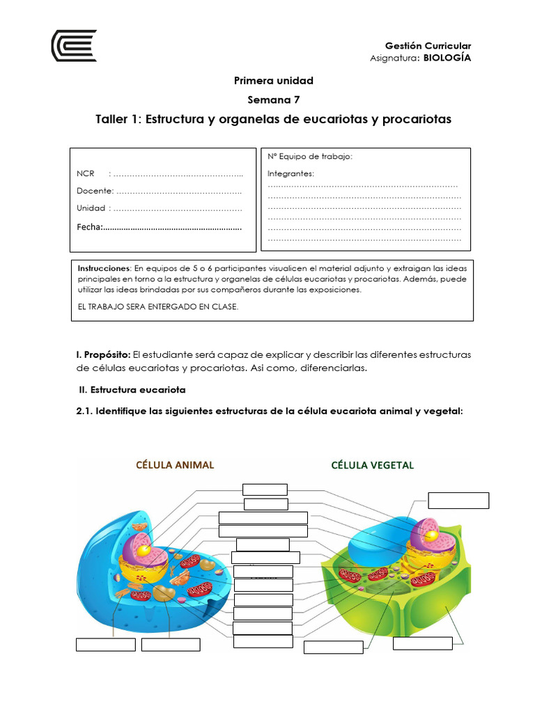 Estructuras de Células Eucariotas y Procariotas | PDF | Biología ...