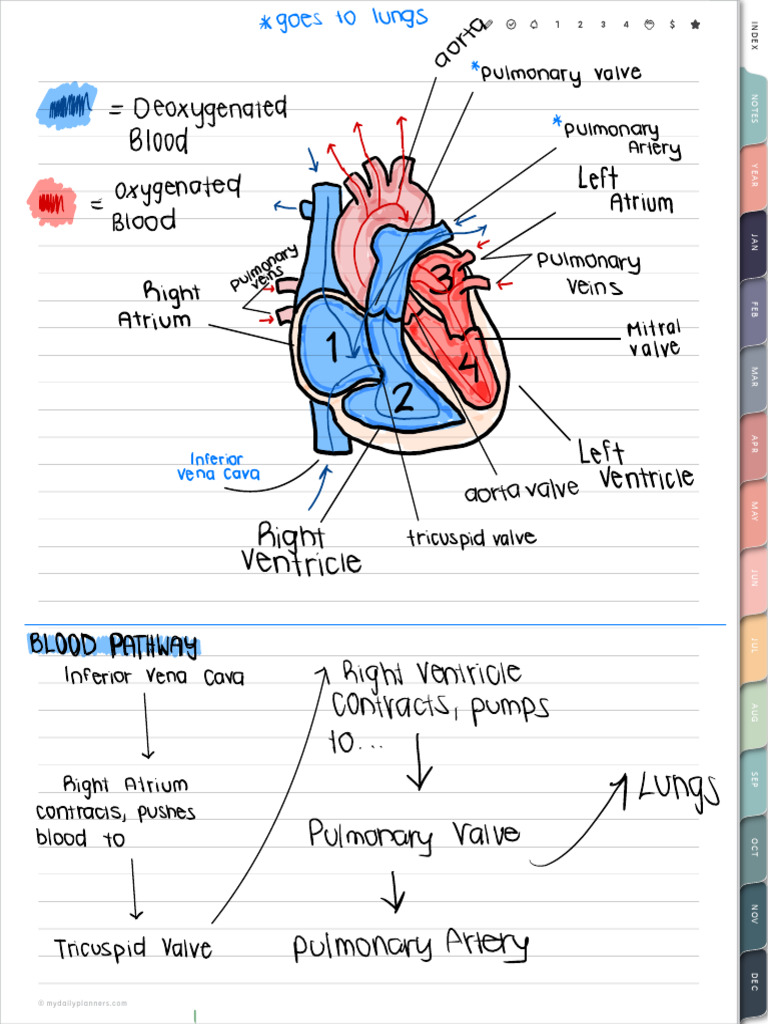 Labeled Heart Extra Credit | PDF