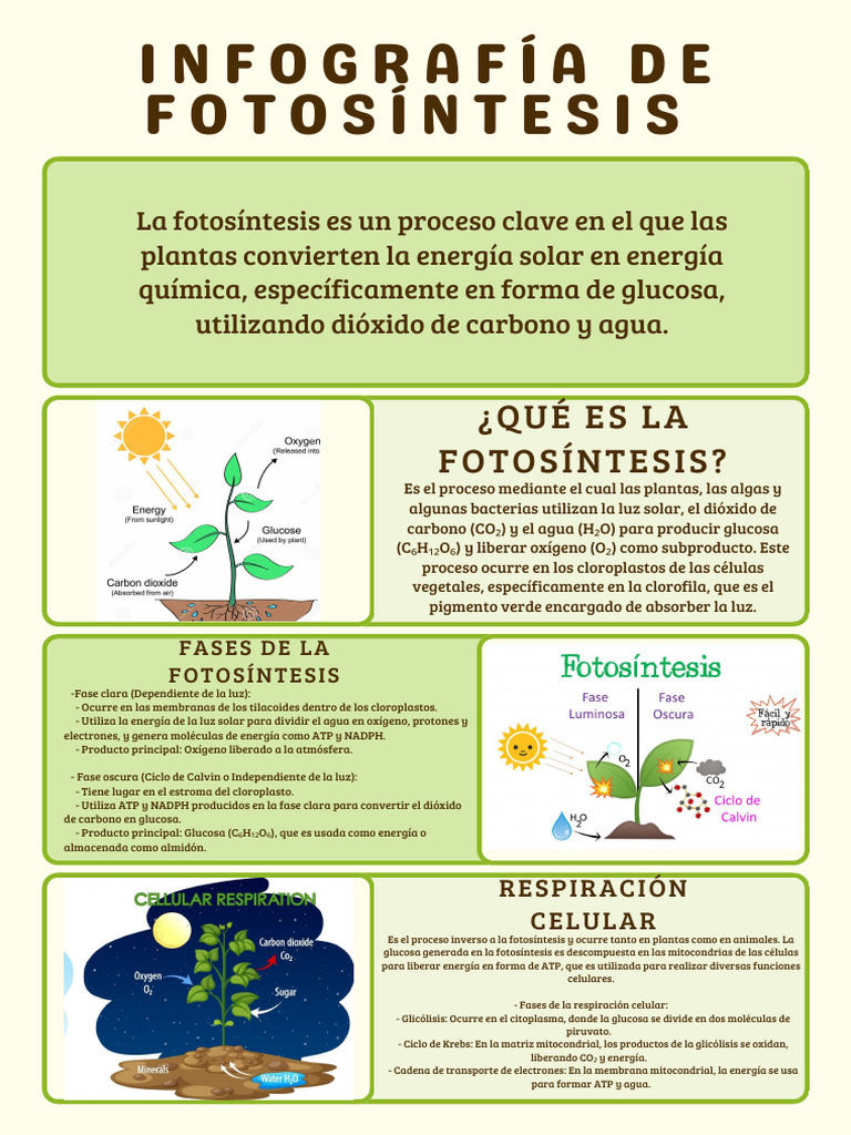 Infografia de Fotosíntesis | PDF