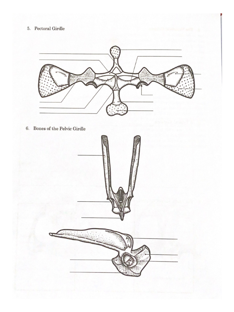 Pectoral Girdle | PDF