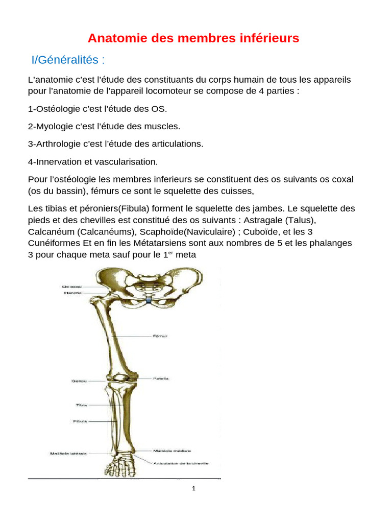 2 Anatomie Membre Infrieur Complet Et Corrig (4) Ippm | PDF