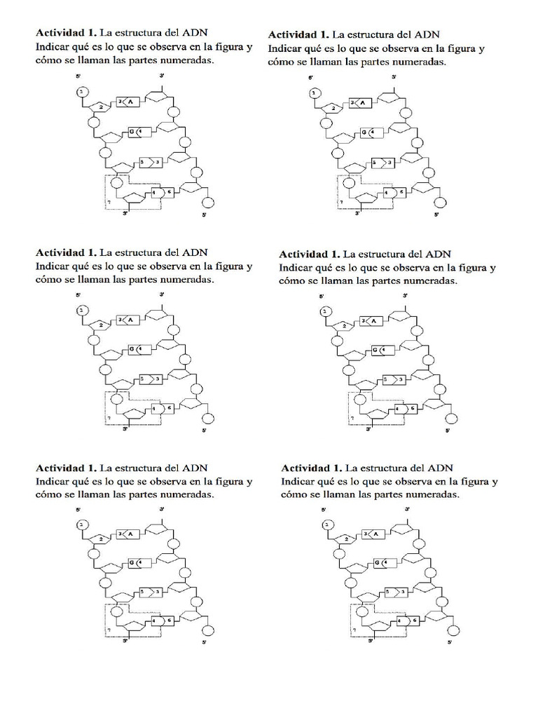 Actividad Partes Del Adn | PDF