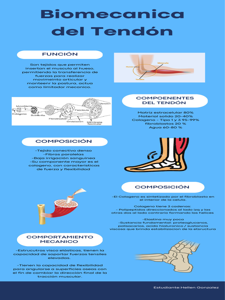 Biomecanica Del Tendon | PDF