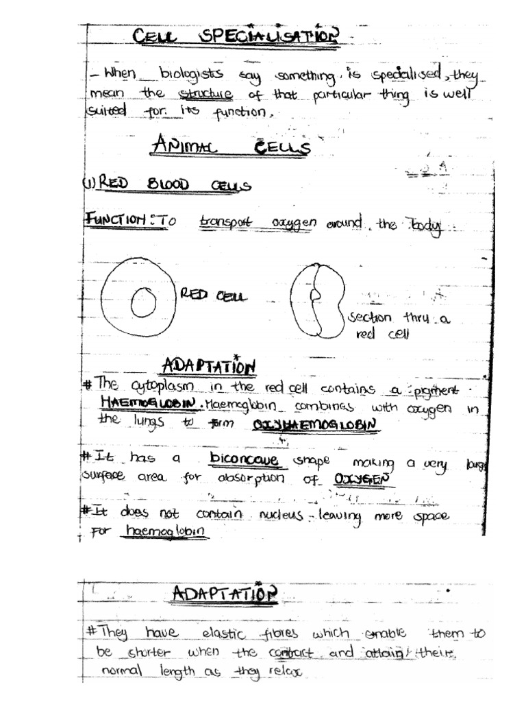 Cell specialzn function pdf