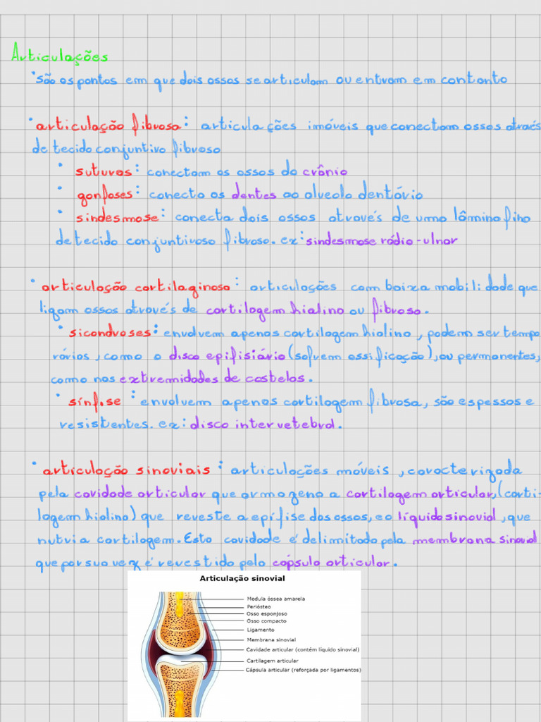 Anatomia Super Resumo Pdf