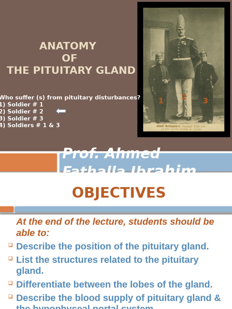 Anatomy and Functions of the Pituitary Gland | PDF | Foreign Language ...