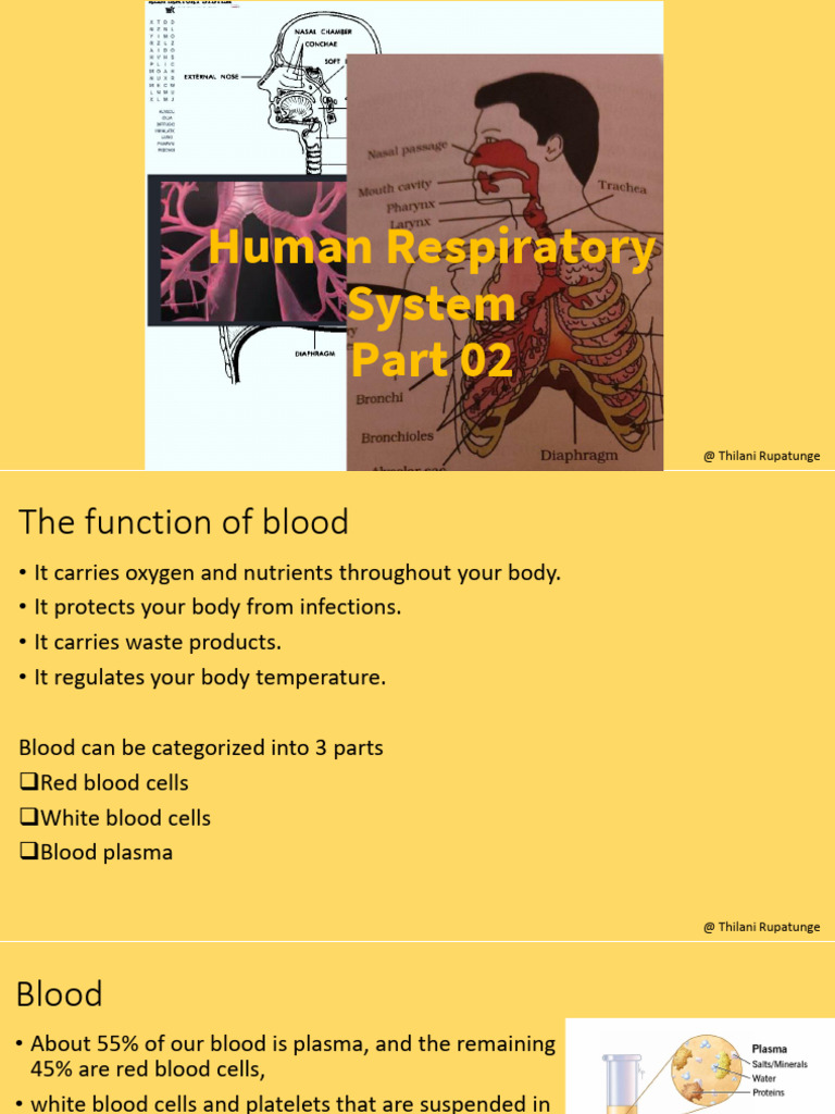 Lesson1 Respiratory system Part 02.pptx PDF