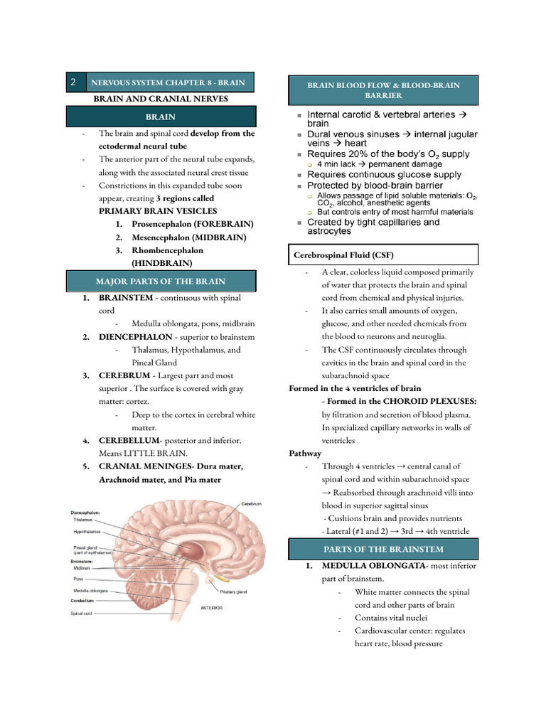 Brain Anatomy and Functions Overview | PDF