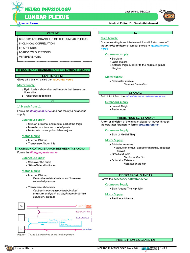 Lumbar Plexus Neuro Physiology Pdf
