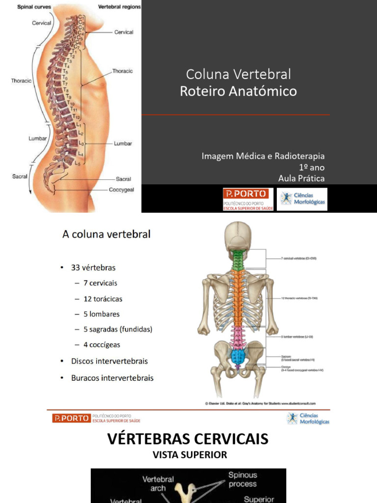 Anatomia da Coluna Vertebral | PDF | Métodos e Materiais de Ensino ...