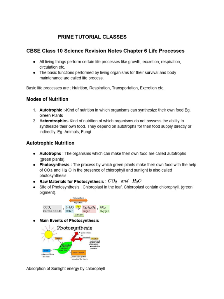 Class 10 Science: Life Processes Guide | PDF | Kidney | Urinary System