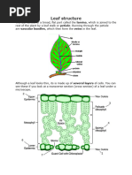 Leaf Adaptations for Efficient Photosynthesis | PDF | Leaf | Stoma