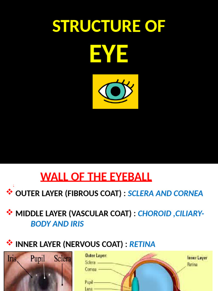 Structureofeyeppt 190302154704 | PDF | Human Eye | Cornea