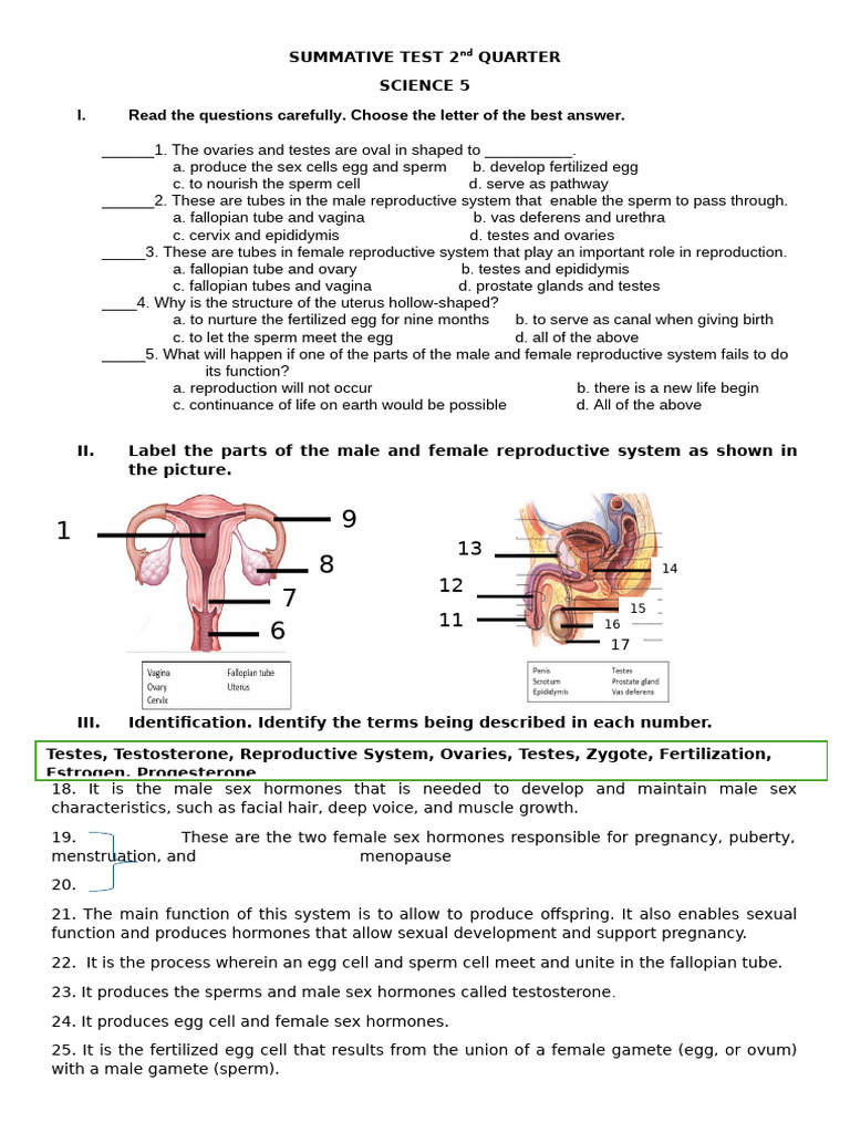 Science 5 Summative Test: Reproductive System | PDF | Reproductive ...