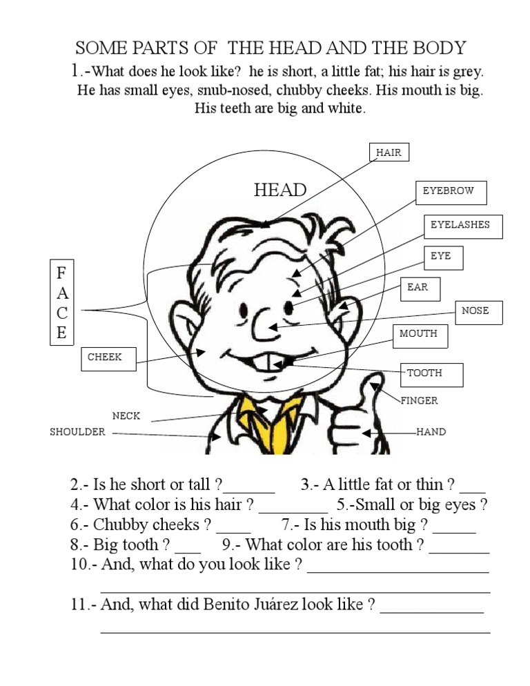 Describing Physical Features and Traits | PDF