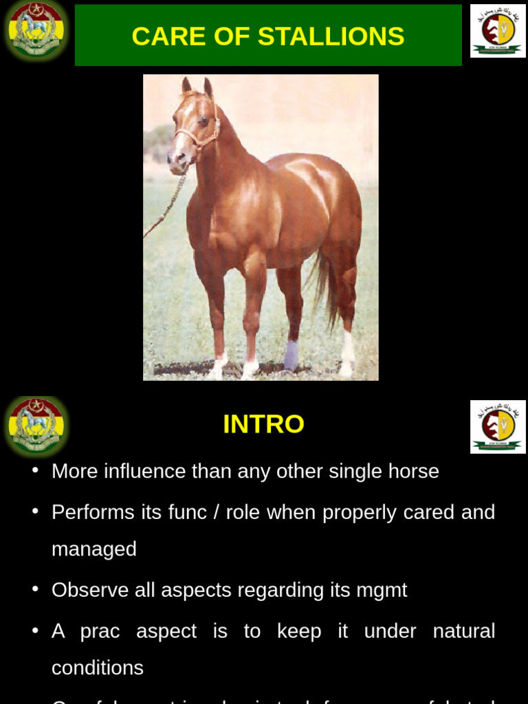 Care of Stallion, Mare and YS | PDF | Horse Breeding | Mare