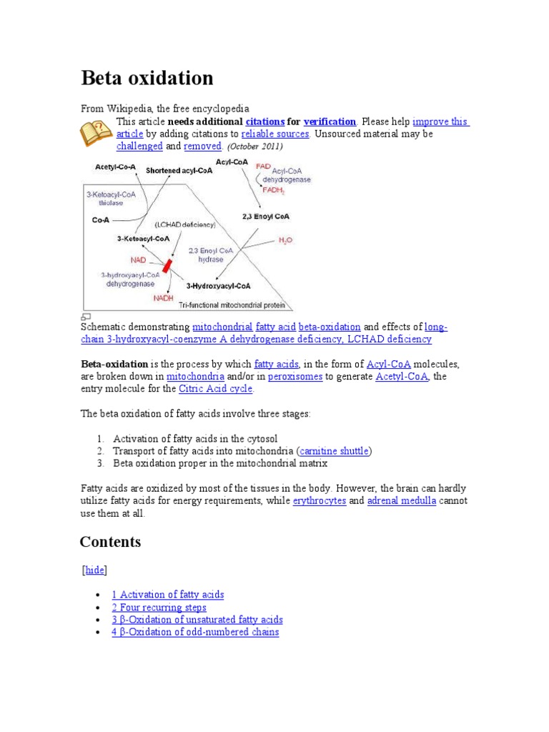 Beta oxidation essay image