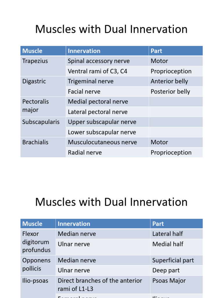 Scribd 005-006 Muscles With Dual Innervation | PDF