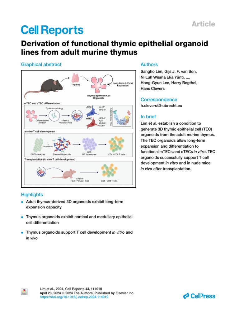 Derivation of Functional Thymic Epithelial Organoid Lines From Adult ...