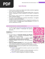 Tipos de Morte Celular: Apoptose e Necrose | PDF | Necrose | Apoptose
