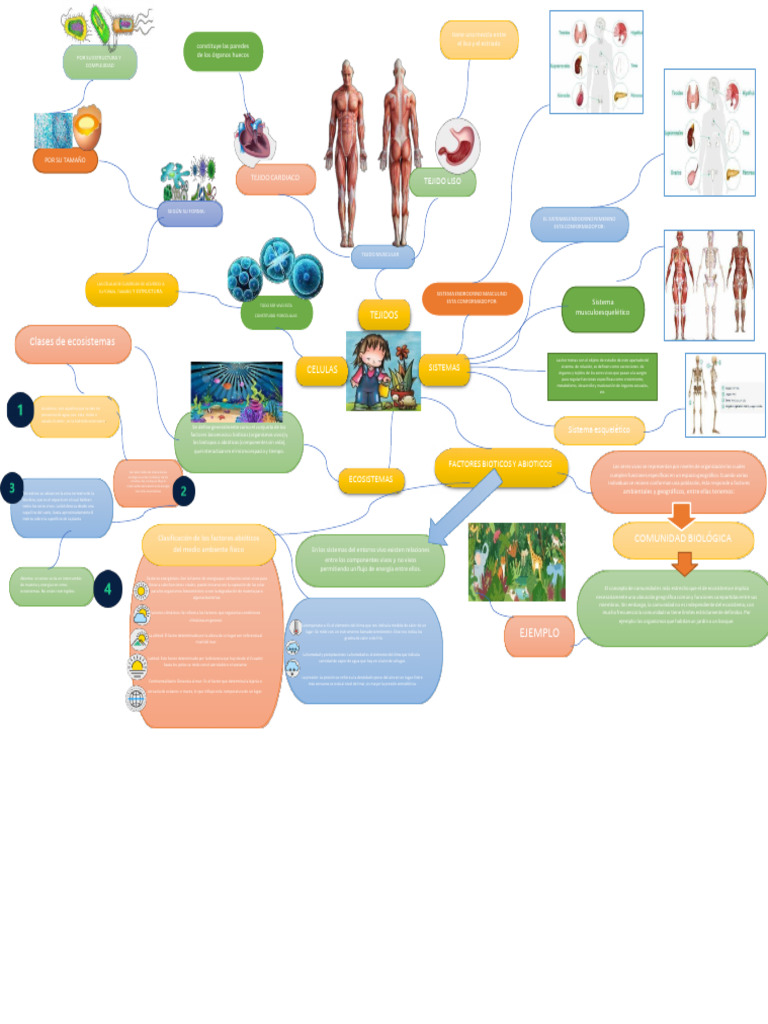 Mapa Mental Entorno Vivo | PDF | Ecosistema | Clima