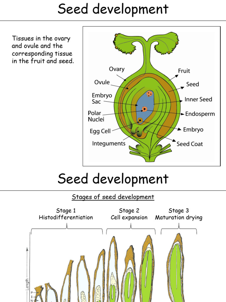 Seeddevelopmentembryogeneis Recalcitrant | PDF | Embryo | Seed