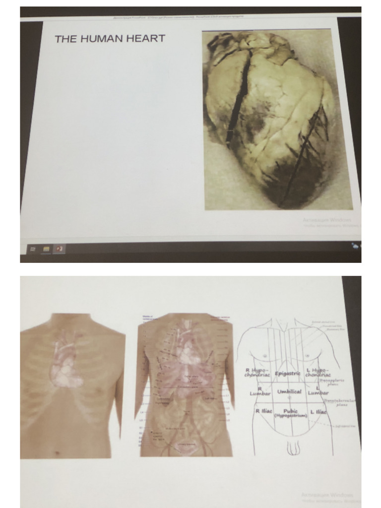 (Normal Anatomy) Human Heart | PDF