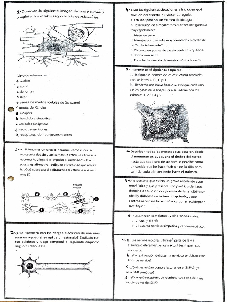 Estructura y Función del Sistema Nervioso | PDF | Sinapsis | Neurona