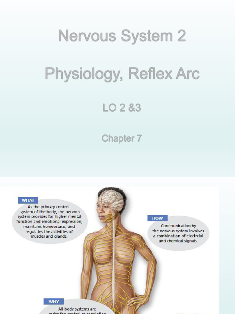 Nervous System Physiology Overview | PDF | Chemical Synapse | Synapse