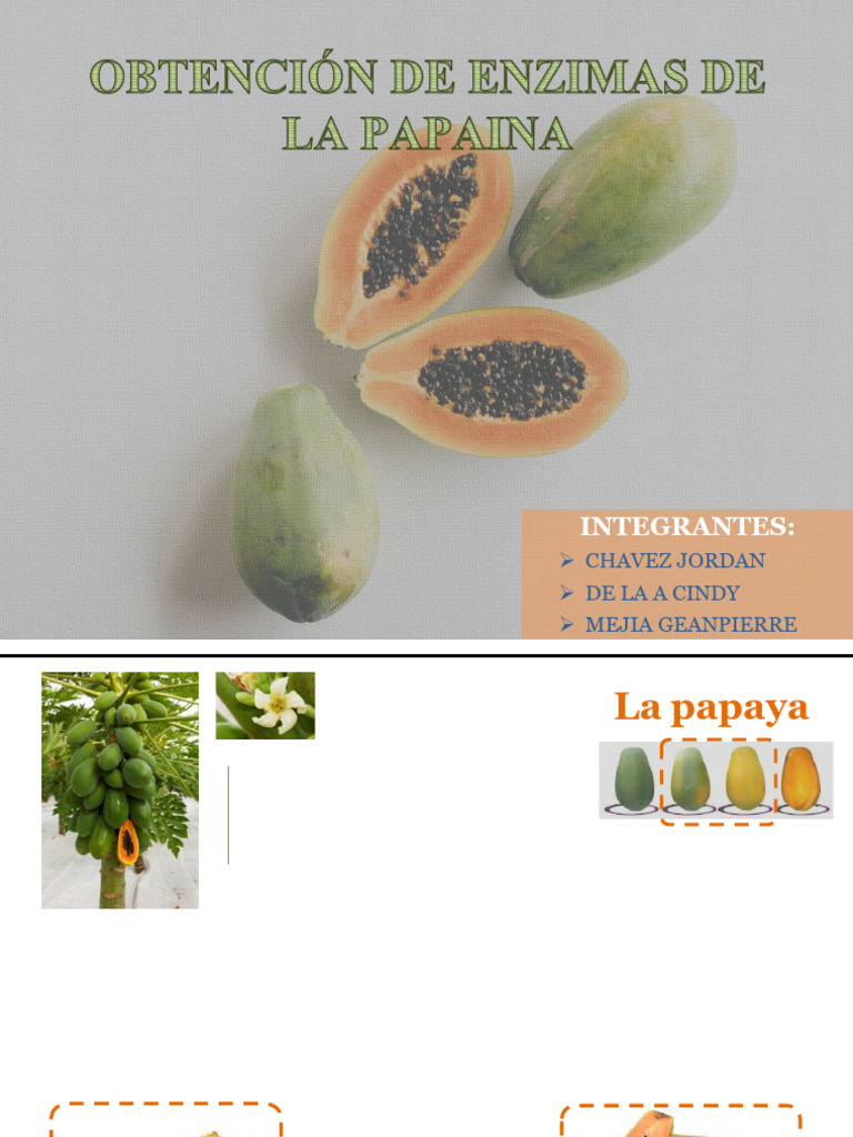 Usos y obtención de la papaína | PDF | Enzima | Química