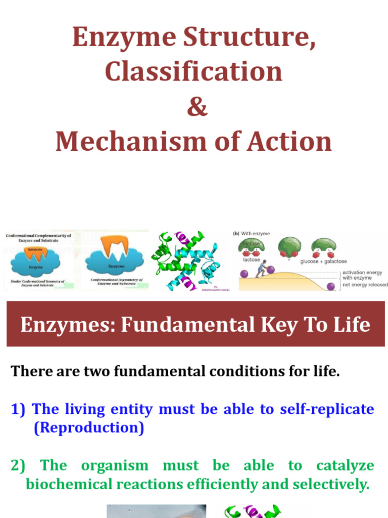 Enzymes Pdf Enzyme Cofactor Biochemistry