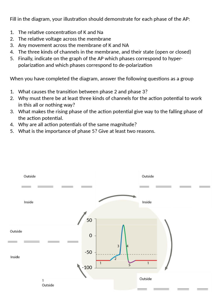 Action Potential Phases Explained | PDF | Science & Mathematics