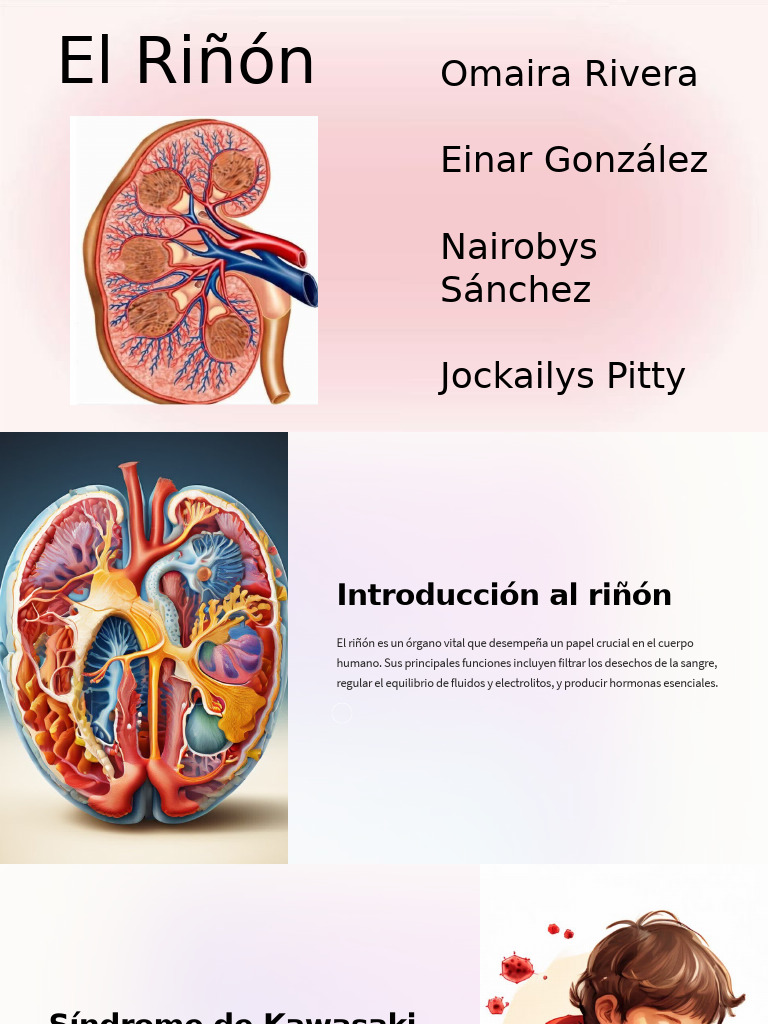 Introduccion Al Rinon | PDF | Trasplante de riñón | Transplante de organo