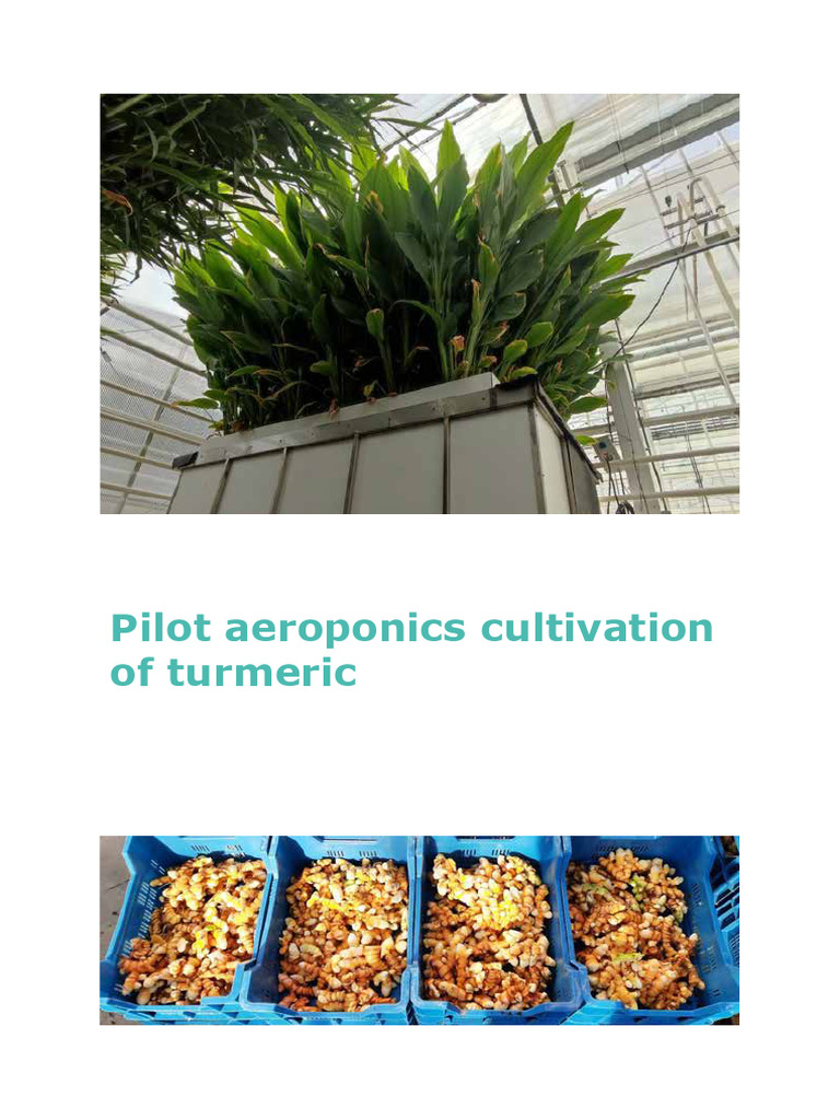 Aeroponic Turmeric Cultivation Pilot | PDF | Hydroponics | Plants
