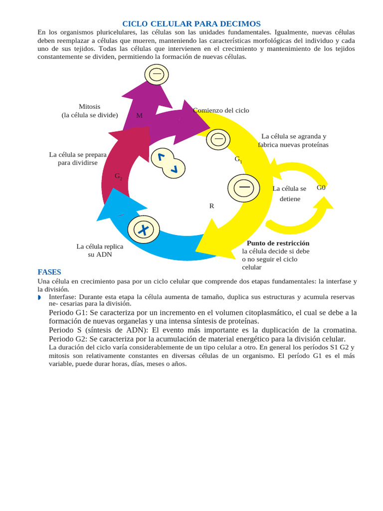 Fases del Ciclo Celular y Mitosis | PDF | Mitosis | Biología Celular