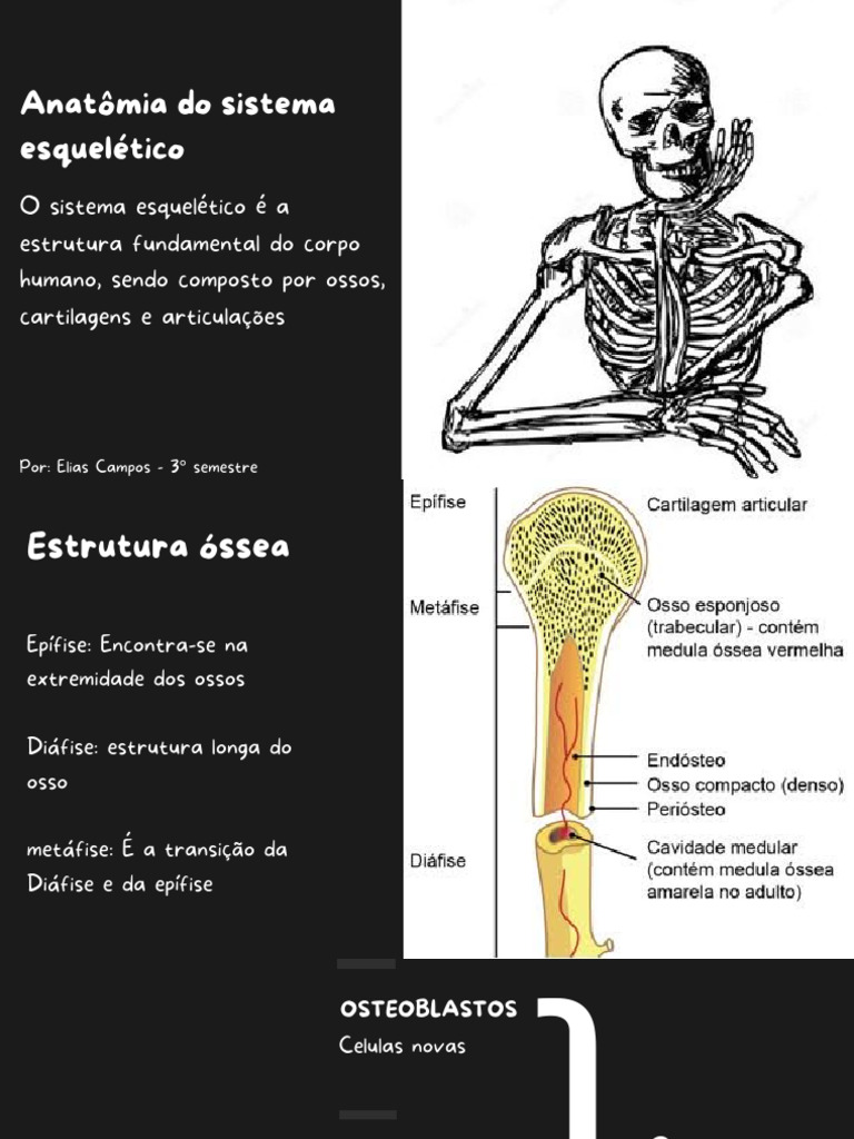 Anatomia do Sistema Esquelético | PDF
