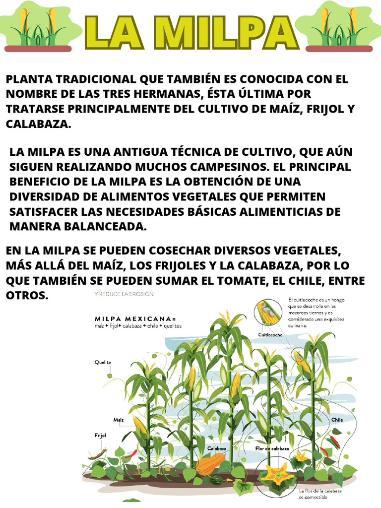 La Milpa | PDF