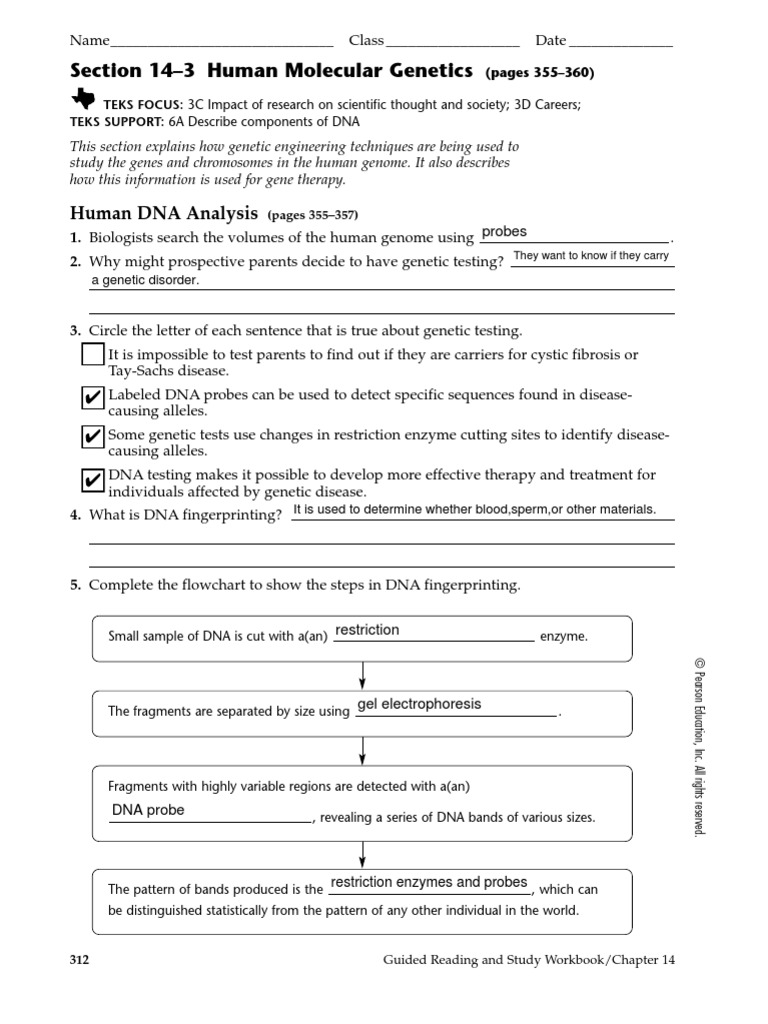 worksheet Section 14 2 Human Chromosomes Worksheet Answers ch14 3 gene therapy