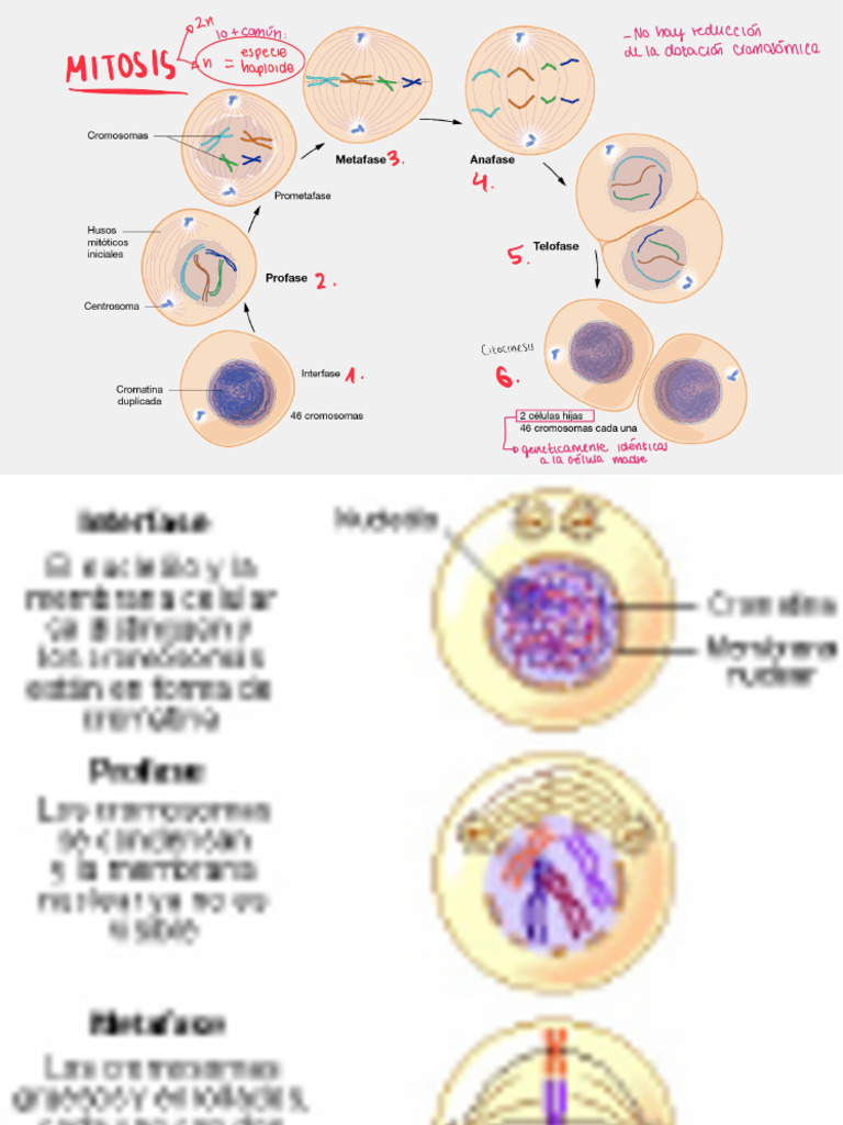 Mitosis | PDF