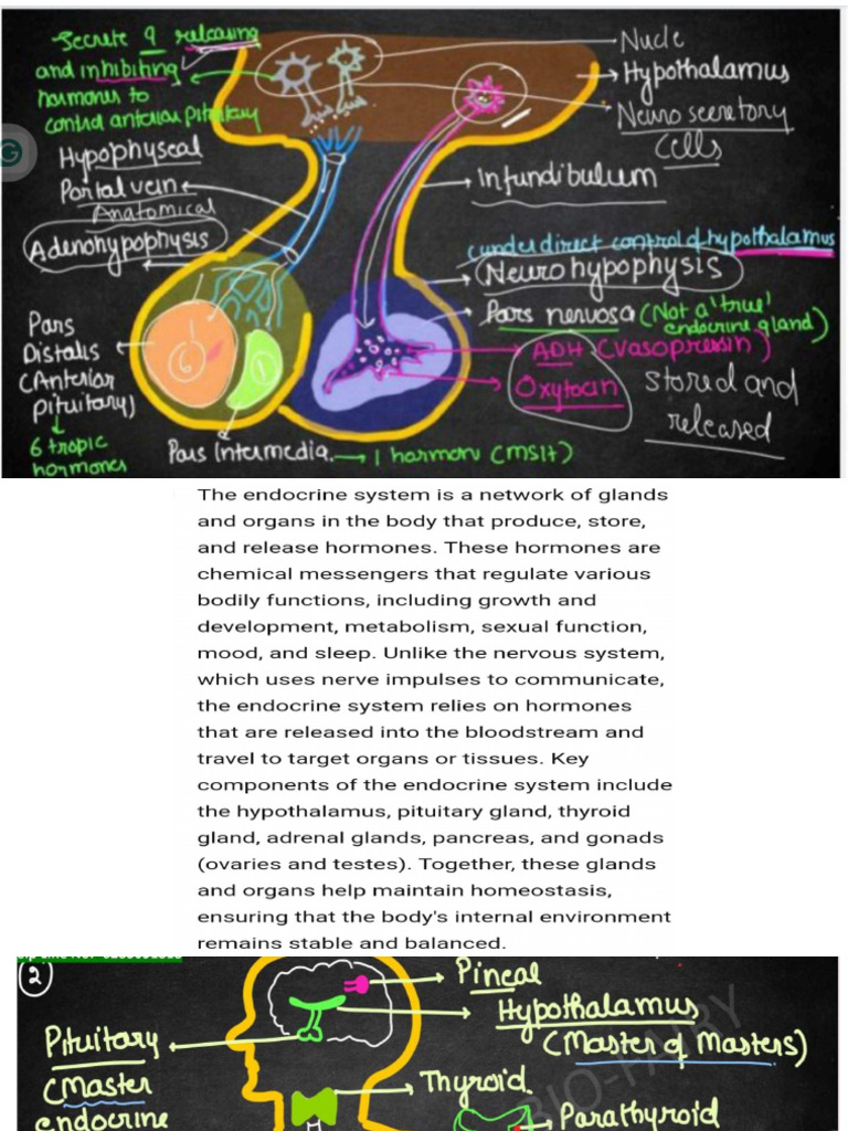 Endocrine System | PDF