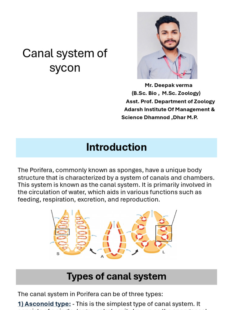 Canal System Types in Porifera | PDF | Wellness