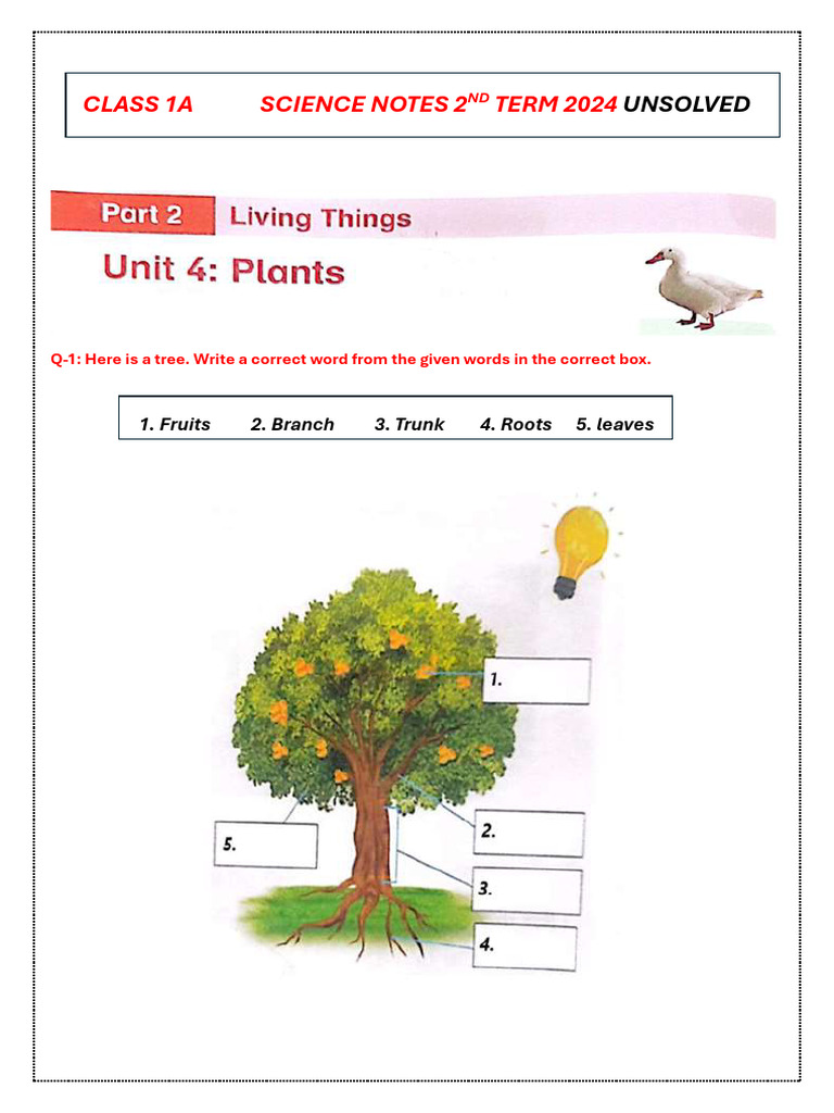 Class 1A Science Notes 2nd Term 2024 | PDF